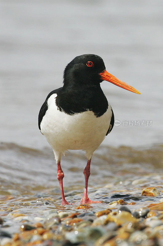 捕牡蛎者(oematopus ostralegus)